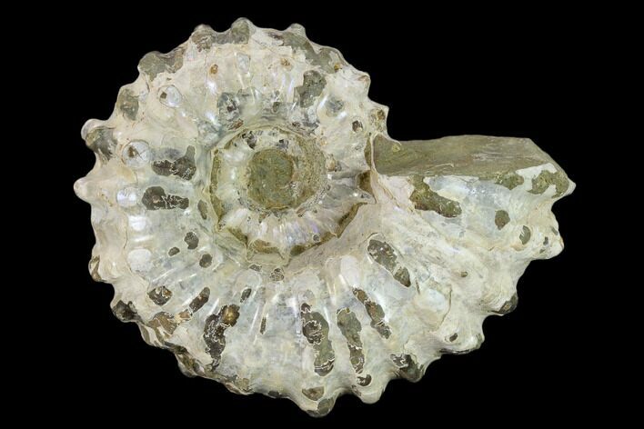 Bumpy Ammonite (Douvilleiceras) Fossil - Madagascar #134184